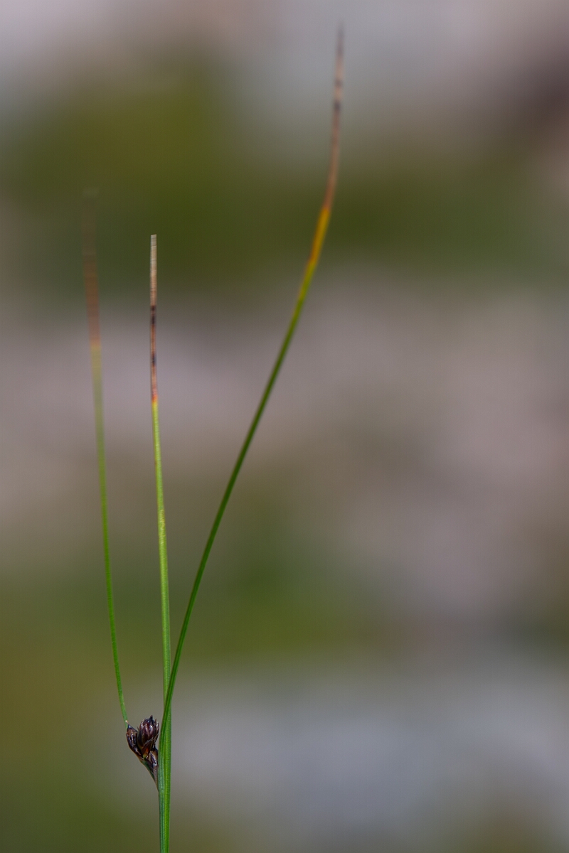 David Plant Photography - Wildlife Photography - Three-leaved rush - N.jpg - Three-leaved rush - Cairngorms