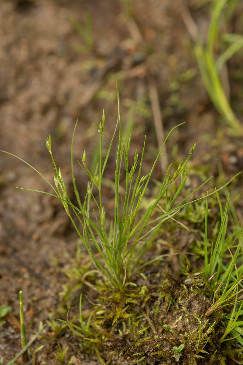 David Plant Photography - Wildlife Photography - Toad rush - A.jpg - Toad rush - Ayrshire