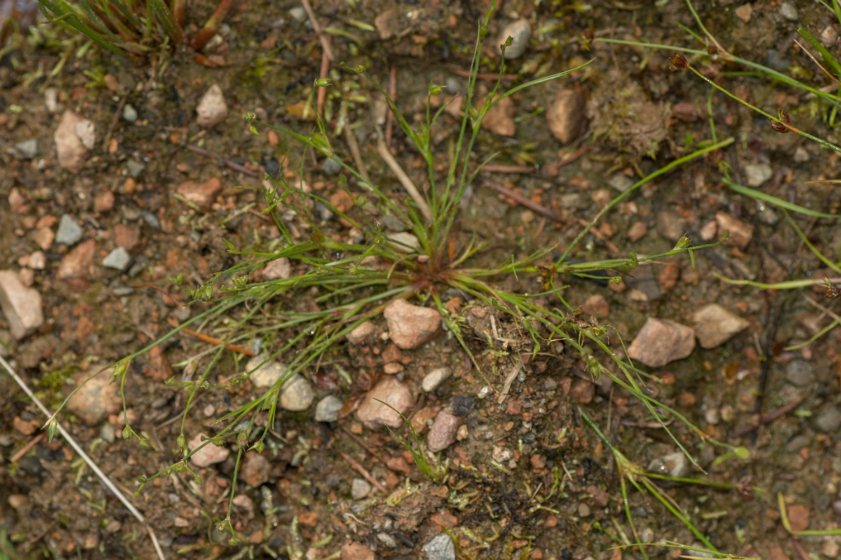 David Plant Photography - Wildlife Photography - Toad rush - B.jpg - Toad rush - Ayrshire