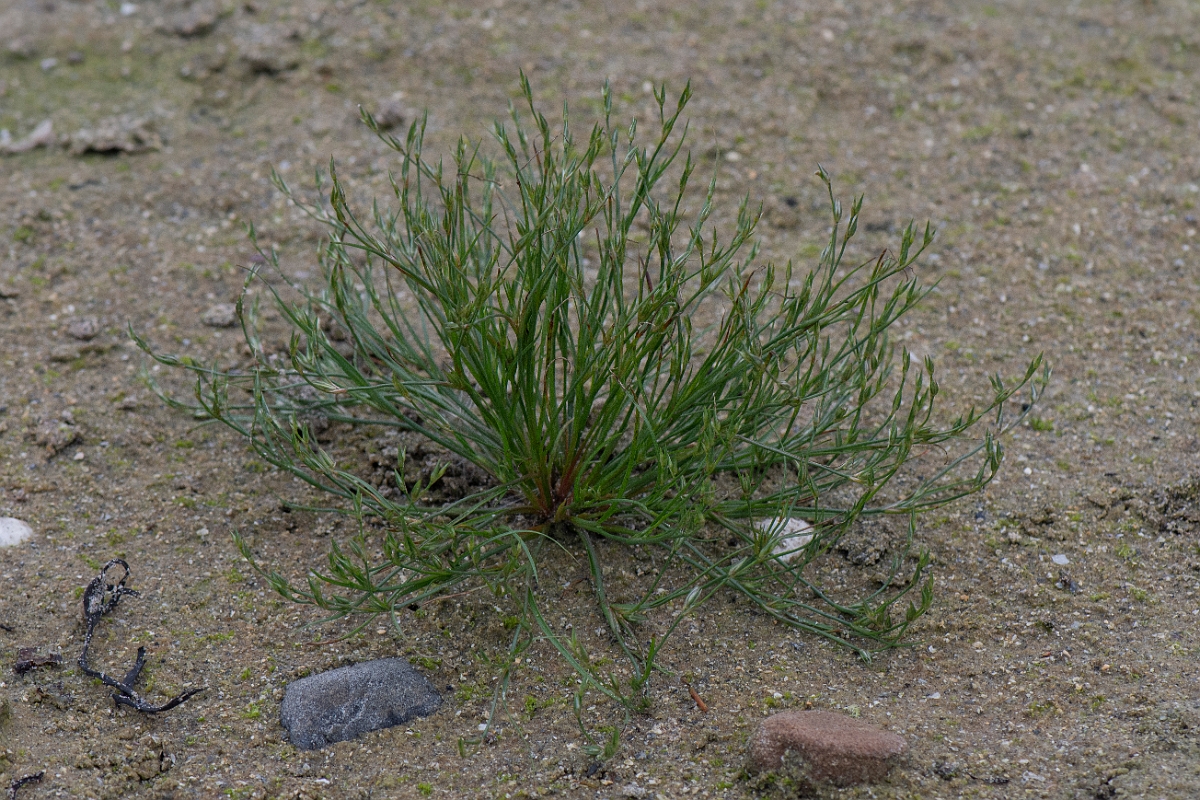 David Plant Photography - Wildlife Photography - Toad rush - D.JPG - Toad rush - Caithness