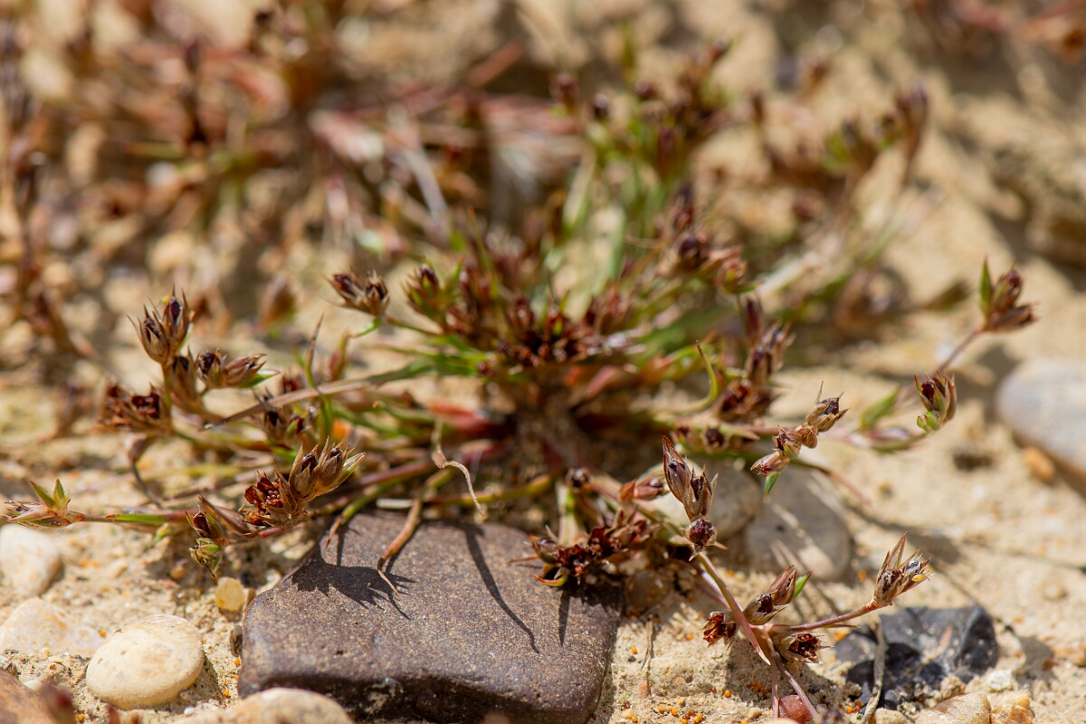 David Plant Photography - Wildlife Photography - Toad rush - H.jpg - Toad rush in fruit - Oxfordshire