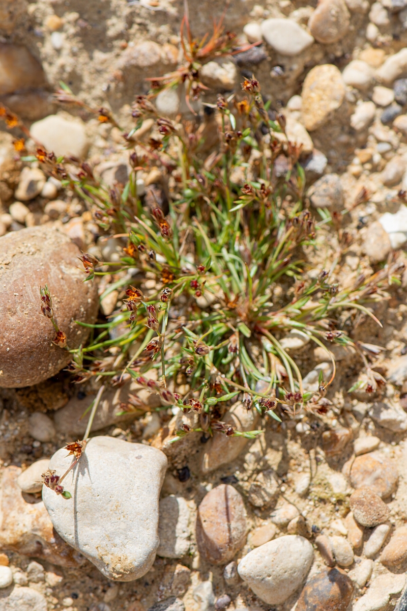 David Plant Photography - Wildlife Photography - Toad rush - I.jpg - Toad rush in fruit - Oxfordshire