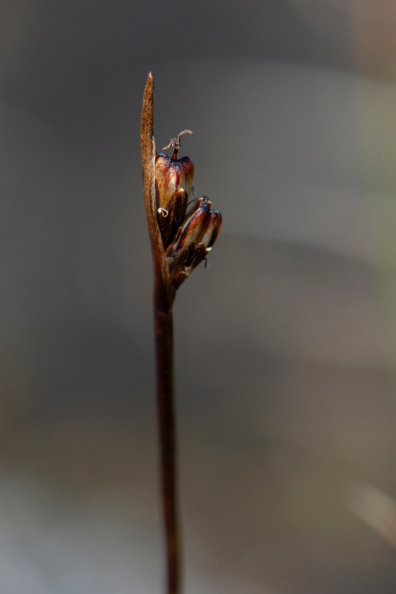 David Plant Photography - Wildlife Photography - Two-flowered rush - B.JPG - Two-flowered rush - Perthshire