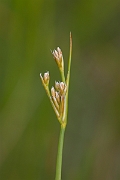 David Plant Photography - Wildlife Photography - Blunt-flowered rush - C