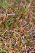 David Plant Photography - Wildlife Photography - Curved wood-rush - B