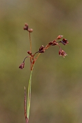 David Plant Photography - Wildlife Photography - Curved wood-rush - C
