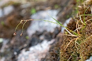 David Plant Photography - Wildlife Photography - Curved wood-rush - H