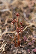 David Plant Photography - Wildlife Photography - Dwarf rush - A