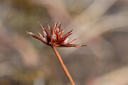 David Plant Photography - Wildlife Photography - Dwarf rush - C
