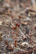 David Plant Photography - Wildlife Photography - Dwarf rush - D