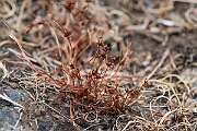 David Plant Photography - Wildlife Photography - Dwarf rush - E