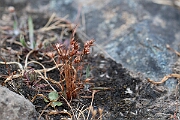 David Plant Photography - Wildlife Photography - Dwarf rush - H