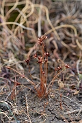 David Plant Photography - Wildlife Photography - Dwarf rush - I