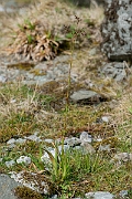 David Plant Photography - Wildlife Photography - Great wood-rush - B