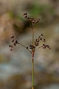 David Plant Photography - Wildlife Photography - Great wood-rush - C