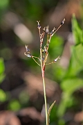 David Plant Photography - Wildlife Photography - Hairy wood-rush - B
