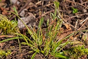David Plant Photography - Wildlife Photography - Hairy wood-rush - F