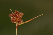 David Plant Photography - Wildlife Photography - Heath wood-rush - A