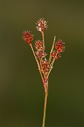 David Plant Photography - Wildlife Photography - Heath wood-rush - C