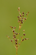 David Plant Photography - Wildlife Photography - Jointed rush - A