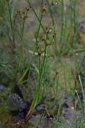 David Plant Photography - Wildlife Photography - Jointed rush - C