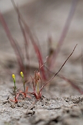 David Plant Photography - Wildlife Photography - Pigmy rush - A