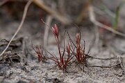 David Plant Photography - Wildlife Photography - Pigmy rush - B