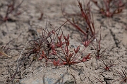 David Plant Photography - Wildlife Photography - Pigmy rush - F