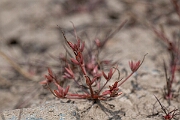 David Plant Photography - Wildlife Photography - Pigmy rush - H