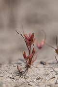 David Plant Photography - Wildlife Photography - Pigmy rush - I