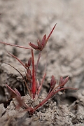 David Plant Photography - Wildlife Photography - Pigmy rush - J