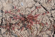 David Plant Photography - Wildlife Photography - Pigmy rush - K