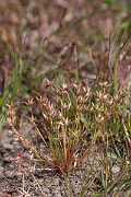 David Plant Photography - Wildlife Photography - Pigmy rush - M