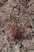 David Plant Photography - Wildlife Photography - Pigmy rush - P