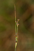 David Plant Photography - Wildlife Photography - Saltmarsh rush - C