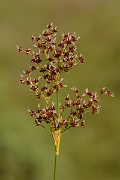 David Plant Photography - Wildlife Photography - Sharp-flowered rush - B