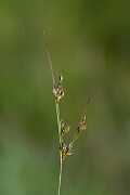 David Plant Photography - Wildlife Photography - Slender rush - E
