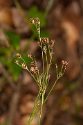 David Plant Photography - Wildlife Photography - Southern wood-rush - G