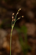 David Plant Photography - Wildlife Photography - Southern wood-rush - H