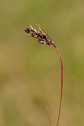 David Plant Photography - Wildlife Photography - Spiked wood-rush - A