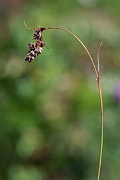 David Plant Photography - Wildlife Photography - Spiked wood-rush - F