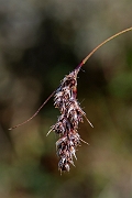 David Plant Photography - Wildlife Photography - Spiked wood-rush - H