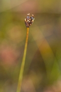 David Plant Photography - Wildlife Photography - Three-flowered rush - A