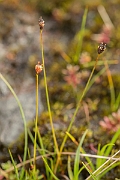 David Plant Photography - Wildlife Photography - Three-flowered rush - C
