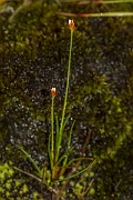 David Plant Photography - Wildlife Photography - Three-flowered rush - D