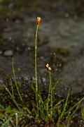 David Plant Photography - Wildlife Photography - Three-flowered rush - E