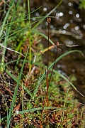 David Plant Photography - Wildlife Photography - Three-flowered rush - F