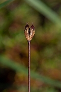 David Plant Photography - Wildlife Photography - Three-flowered rush - G