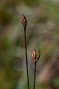 David Plant Photography - Wildlife Photography - Three-flowered rush - I
