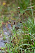 David Plant Photography - Wildlife Photography - Three-flowered rush - N